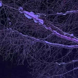 阿尔山辣椒游旅行